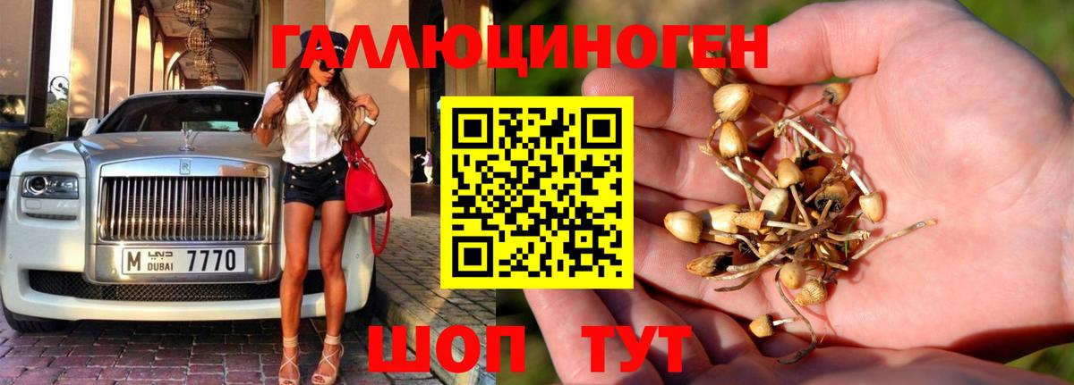 Киров  Псилоцибиновые грибы GOLDEN TEACHER  Вход с VPN 